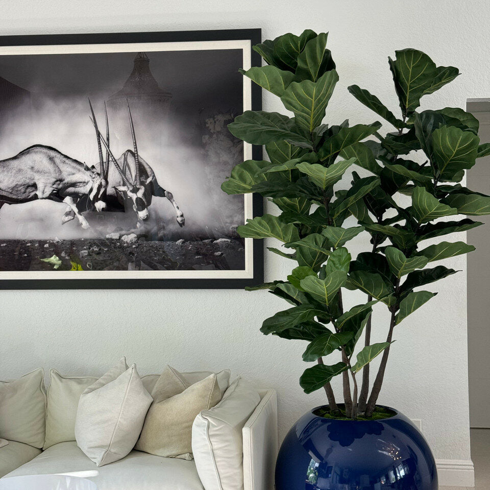 Fiddle Tree in Blue Globe Planter