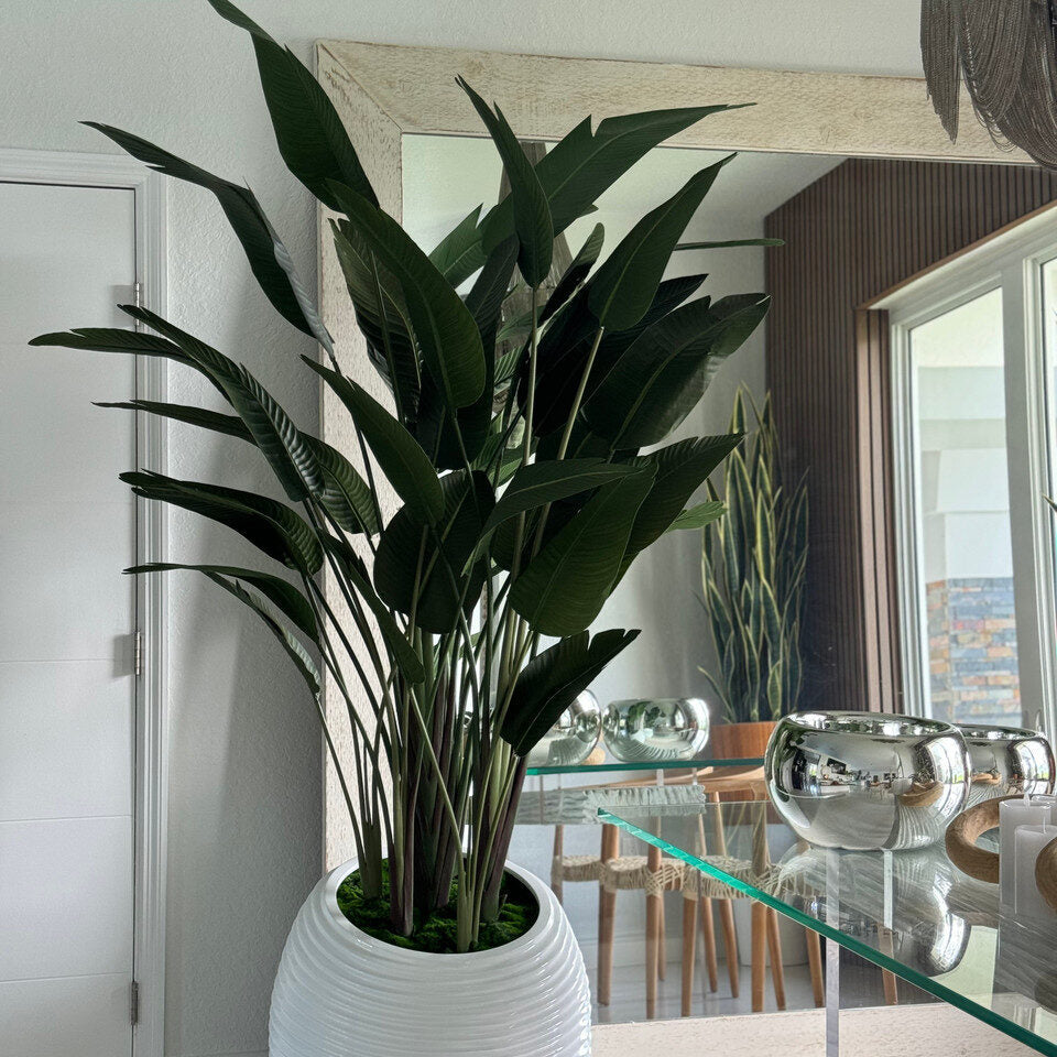 Bird of Paradise in White Spiral Planter