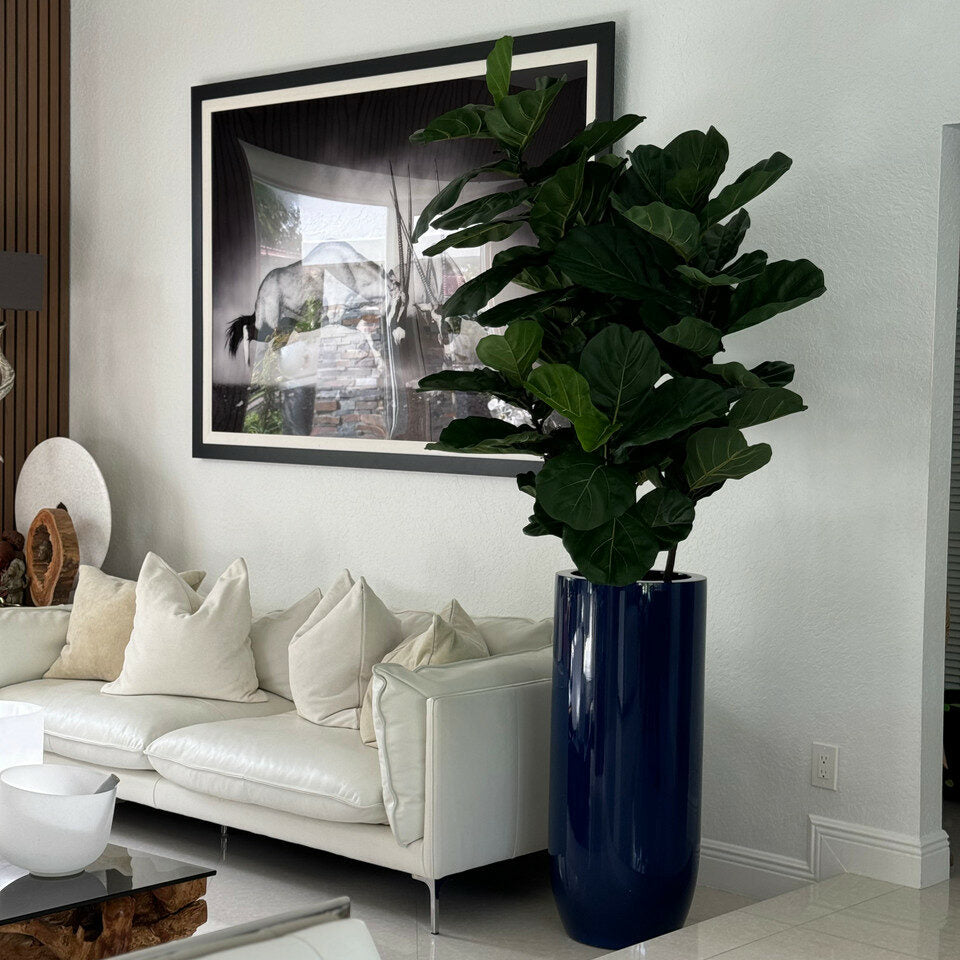 Glossy Cobalt Blue St. Tropez Planter with Fiddle Leaf Tree