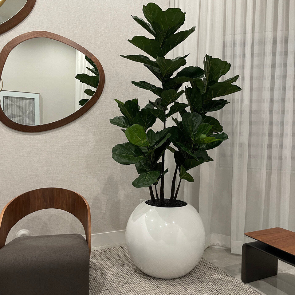 Fiddle Tree in Globe Planter
