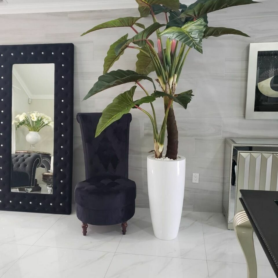 Red Prince Alocasia in Dax L Glossy White Planter