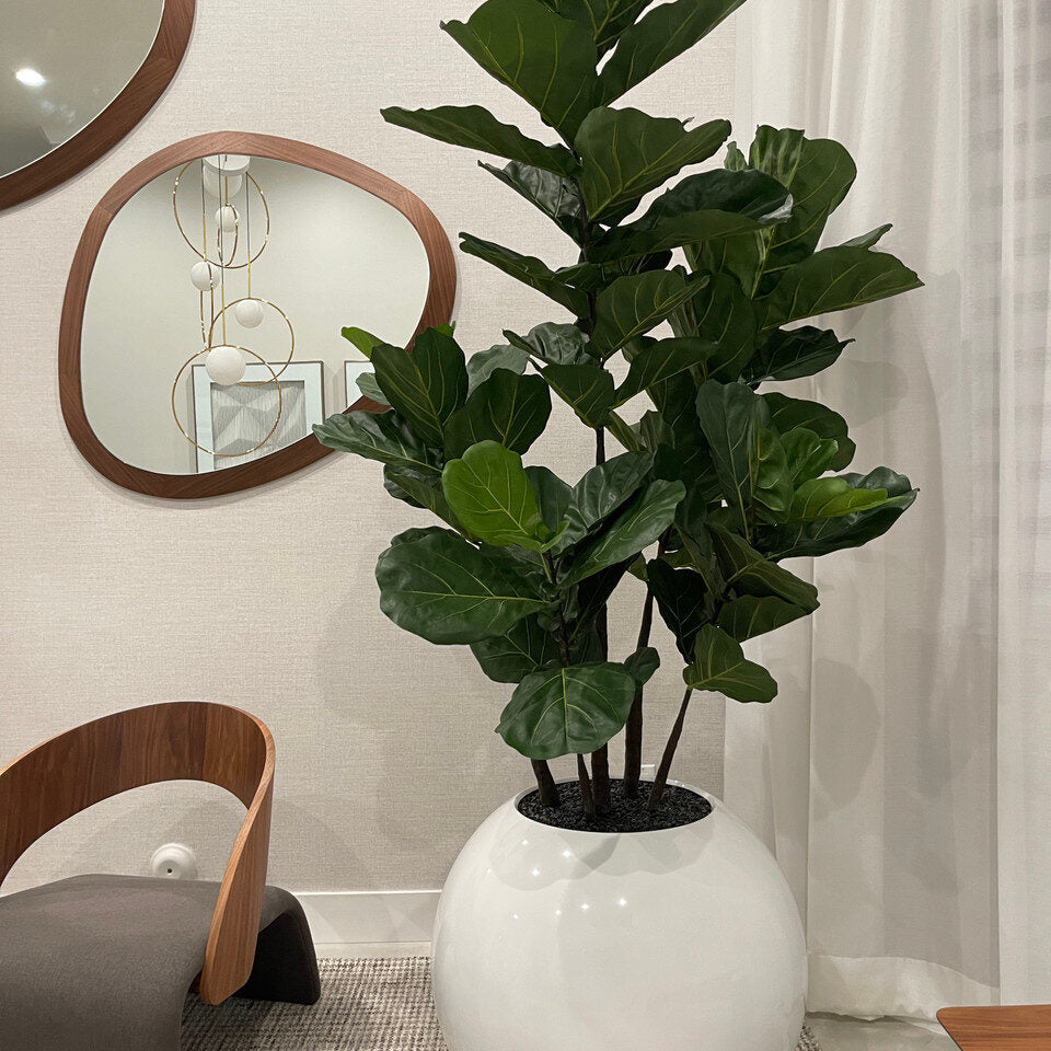Fiddle Tree in Globe Planter