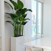 Jort Slim Medium Planter in Glossy White with Bird of Paradise