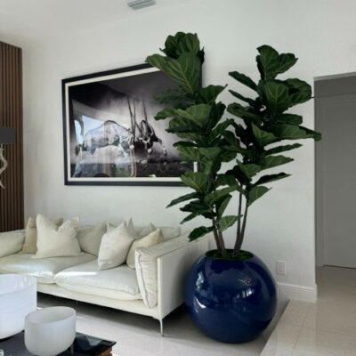 Fiddle Tree in Blue Globe Planter