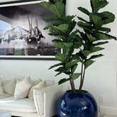 Fiddle Tree in Blue Globe Planter