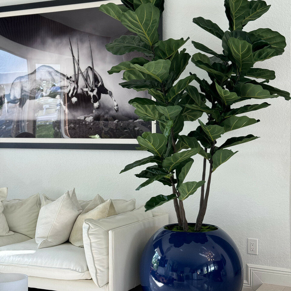 Fiddle Tree in Blue Globe Planter
