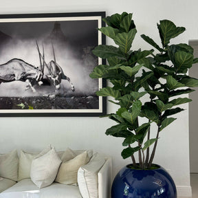 Fiddle Tree in Blue Globe Planter