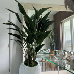 Bird of Paradise in White Spiral Planter