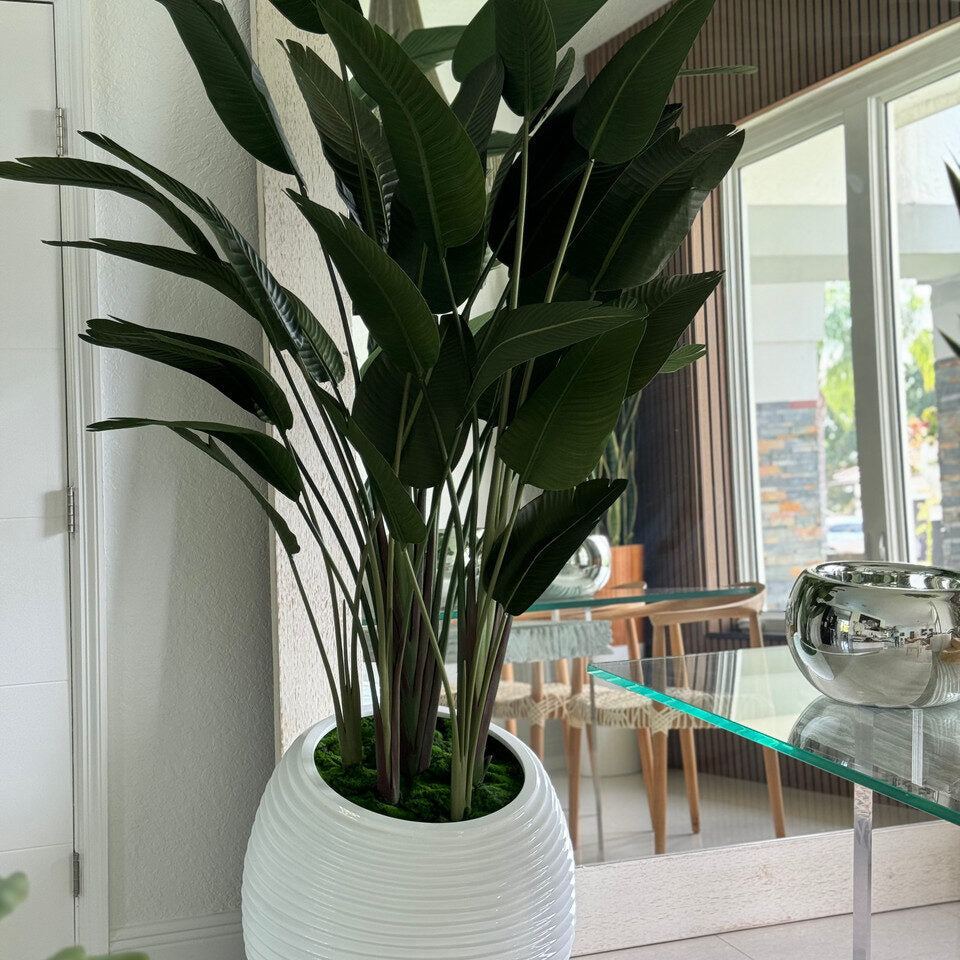 Bird of Paradise in White Spiral Planter