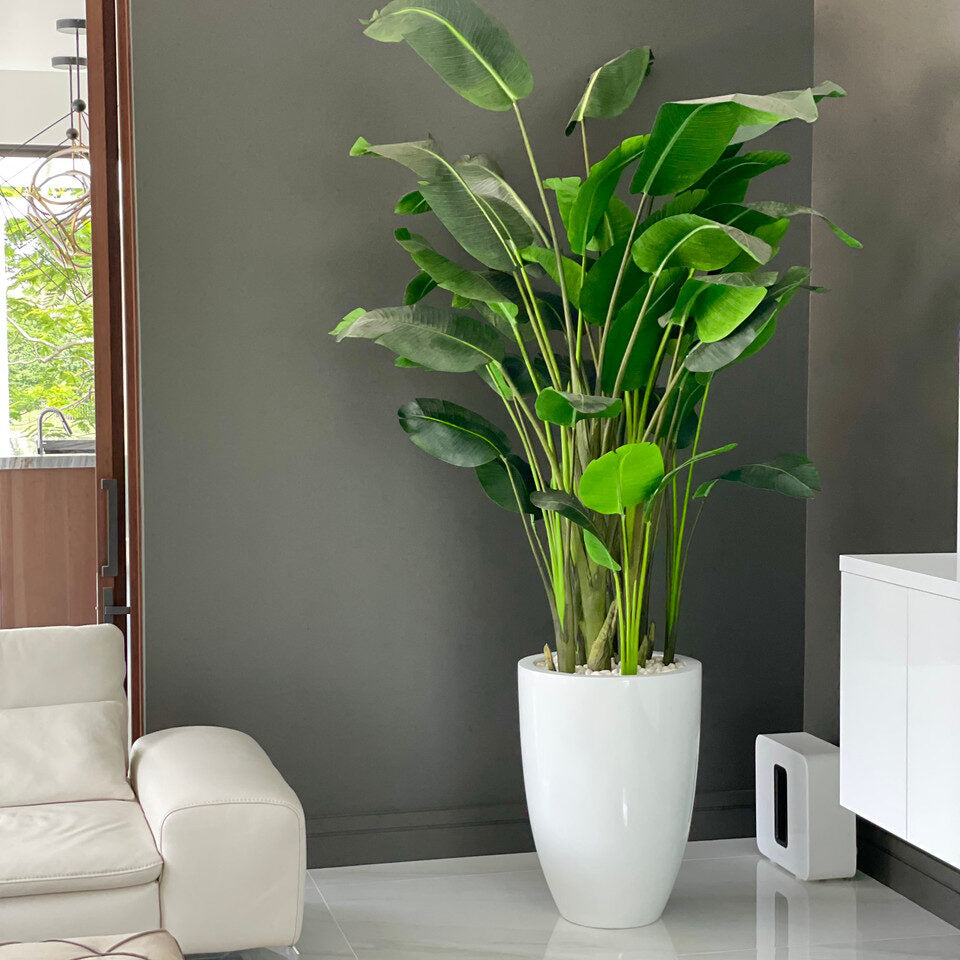 XL Bird of Paradise in XL Ben White Fibreglass Planter