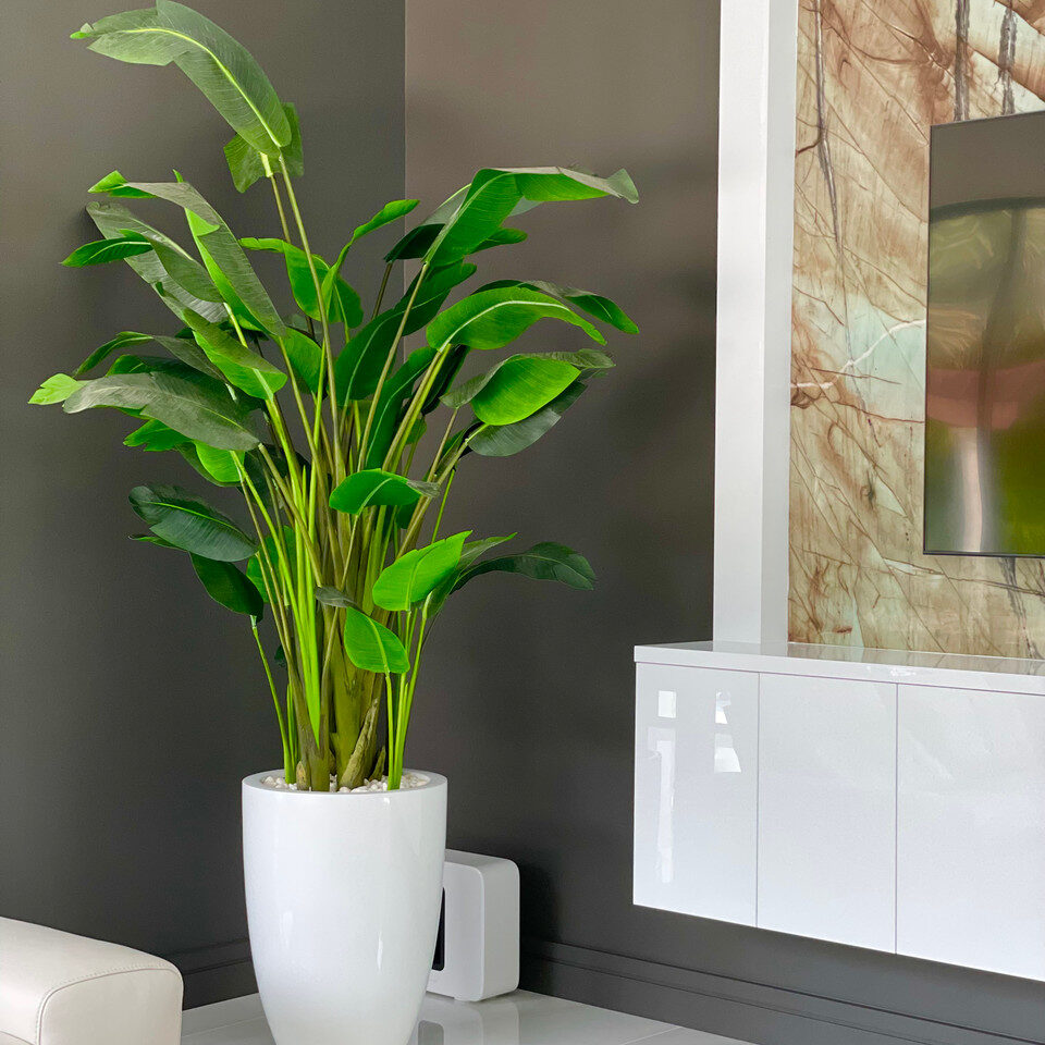 XL Bird of Paradise in XL Ben White Fibreglass Planter