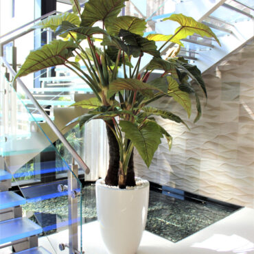 Red Prince Alocasia in Ben XL Glossy White Planter