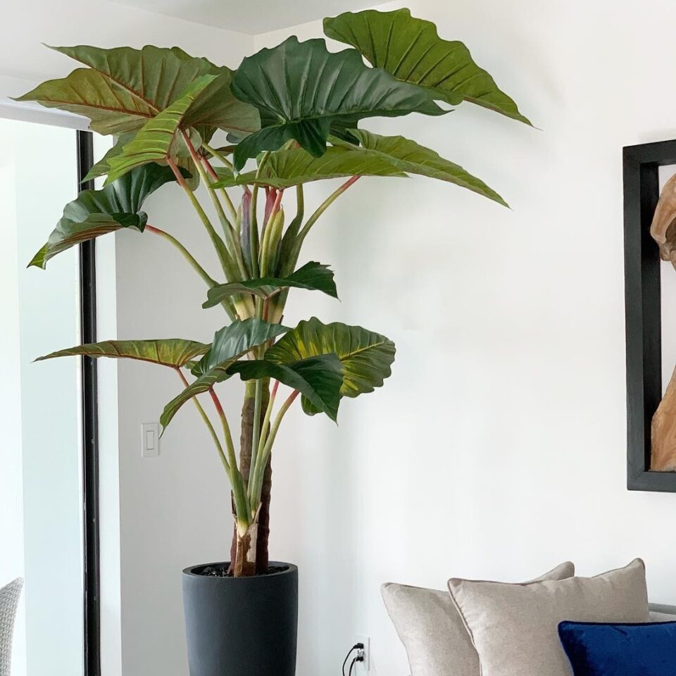 Ashton Planter in Black with Red Prince Alocasia